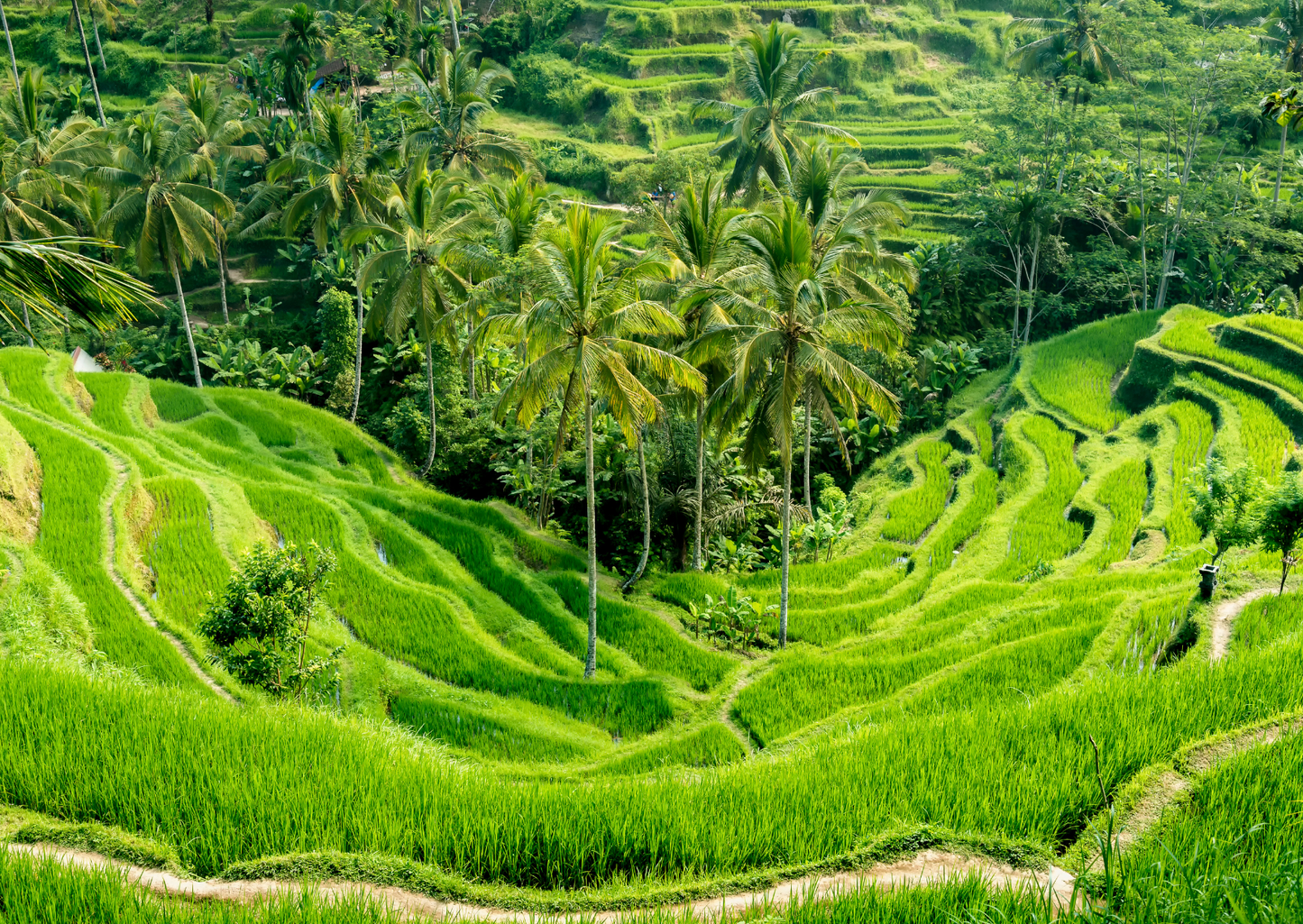 Rice Terraces and Swing